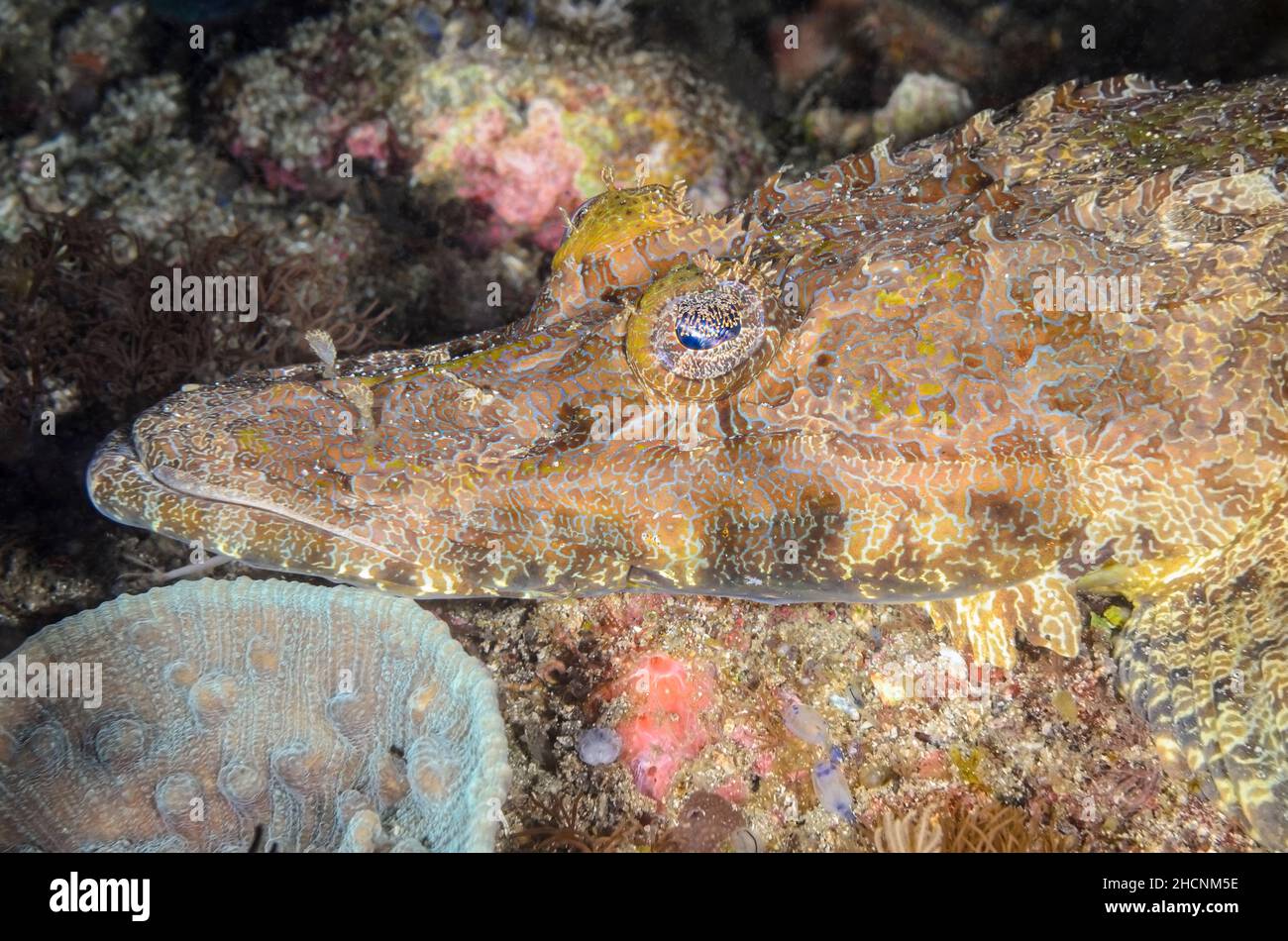 Tête de crocodile, Cymbacephalus beauforti, Alor, Nusa Tenggara, Indonésie,Pacifique Banque D'Images