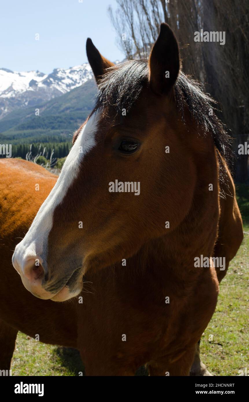 cheval châtaignier de l'avant, beau cheval brun avec museau blanc regardant sur le côté Banque D'Images