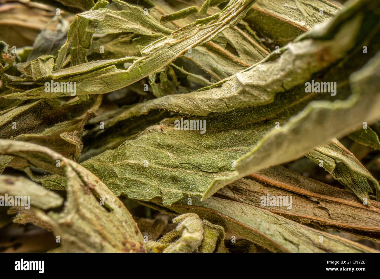 feuilles séchées de stévia - édulcorant naturel, succédané de sucre, macro-shot avec une lentille de sonde Banque D'Images