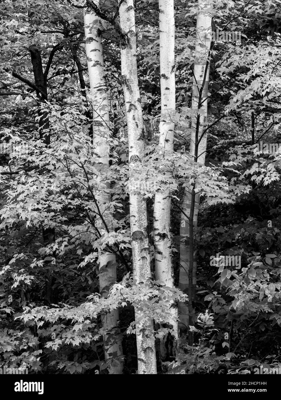 États-Unis, New Hampshire, White Mountains, Maples et bouleau blanc le long de l'autoroute Kancamagus (BW) Banque D'Images