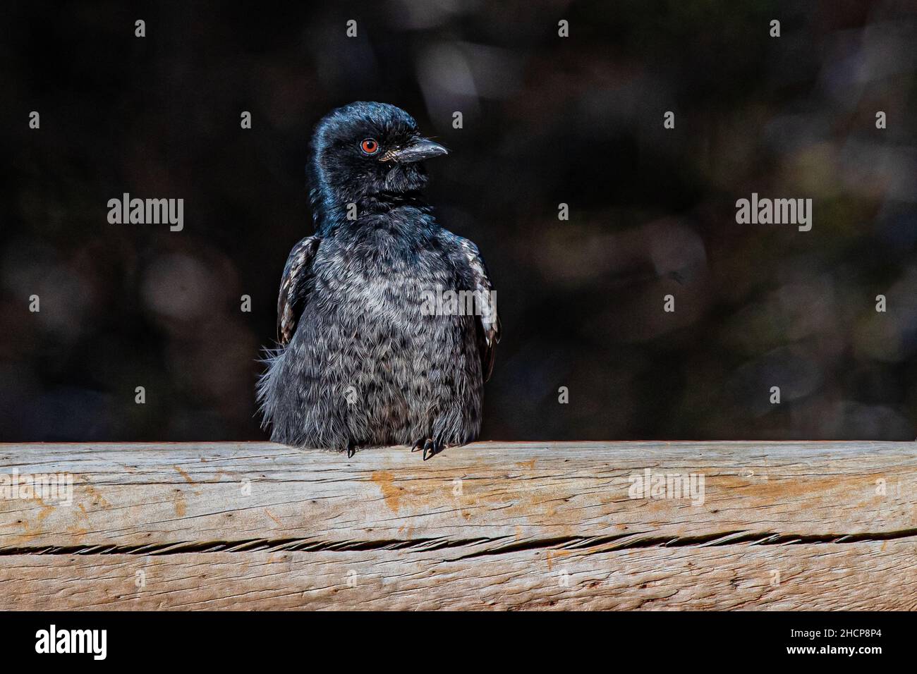 Drongo juvénile à queue de fourche Banque D'Images