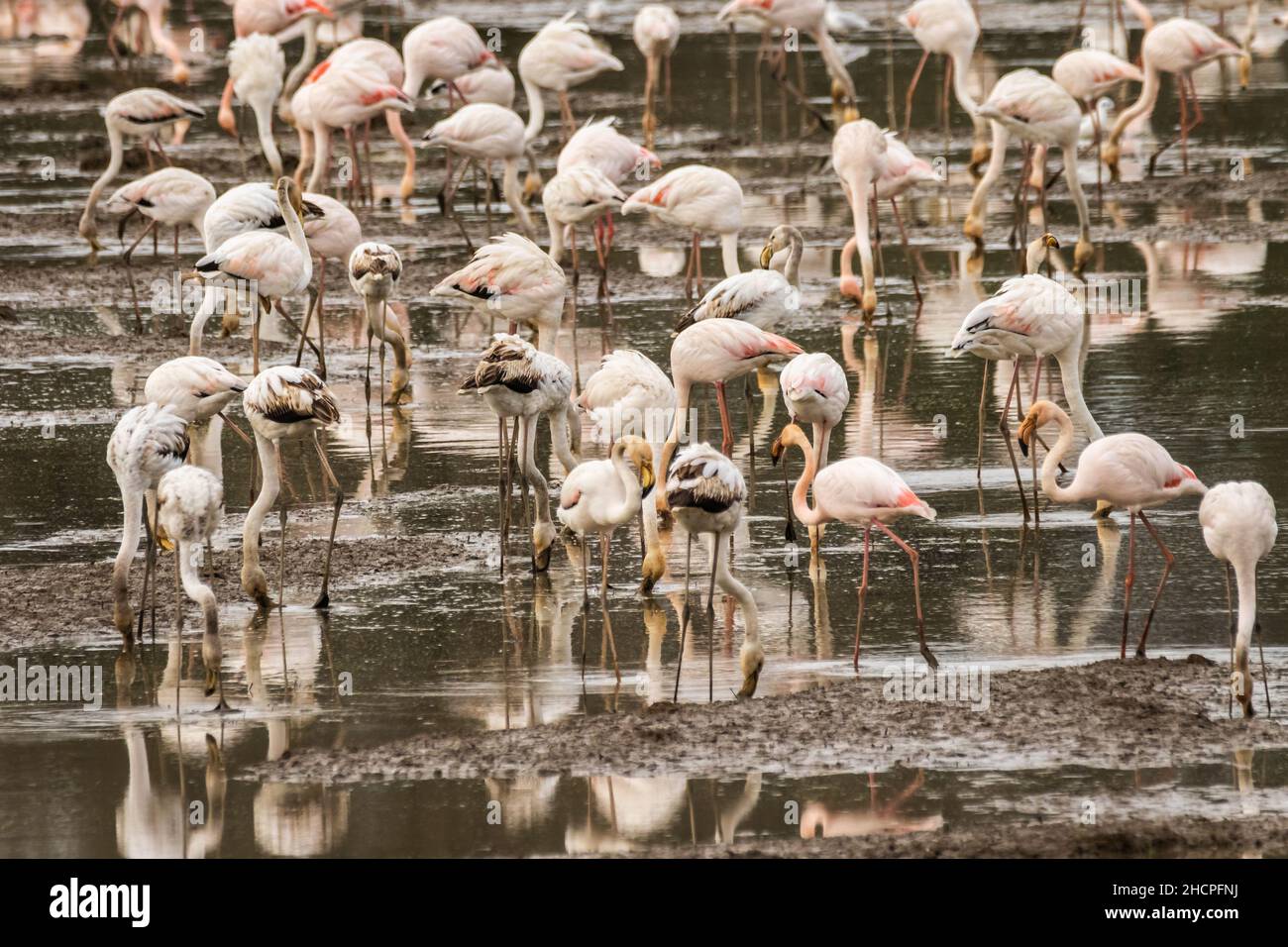 Un grand troupeau de flamants plus grands (Phoenicopterus roseus) se nourrit sur quelques champs de riz près de la ville portugaise de Coimbra. Banque D'Images