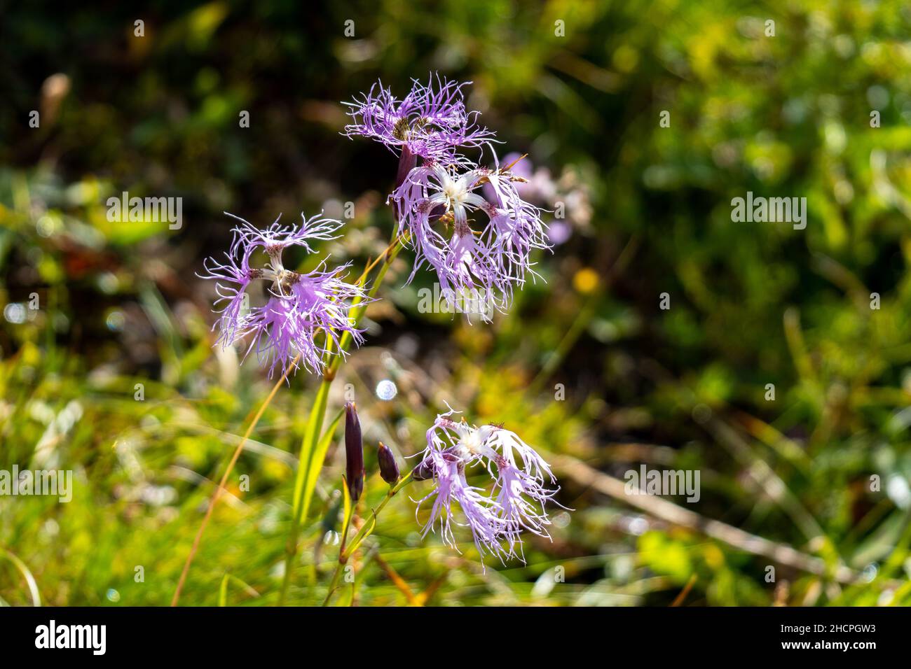 Cliché sélectif de fleurs roses bordées (Dianthus superbus) sur fond flou Banque D'Images