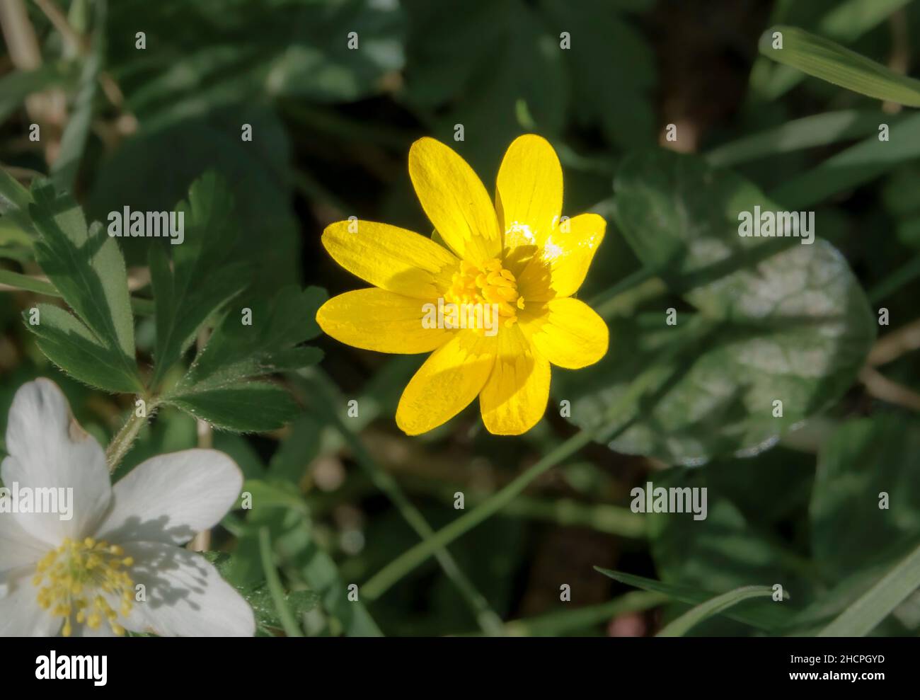 Magnifique anemone en bois jaune (Anemone ranunculoides) Banque D'Images