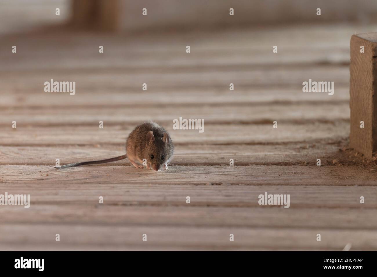 Souris commune Mus musculus sur des planches en bois Banque D'Images