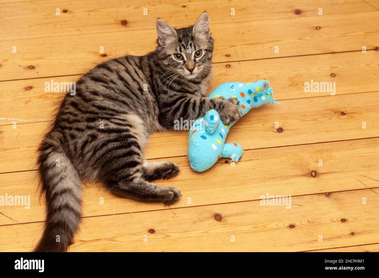 Un chaton de six mois allongé sur un plancher en bois avec un jouet