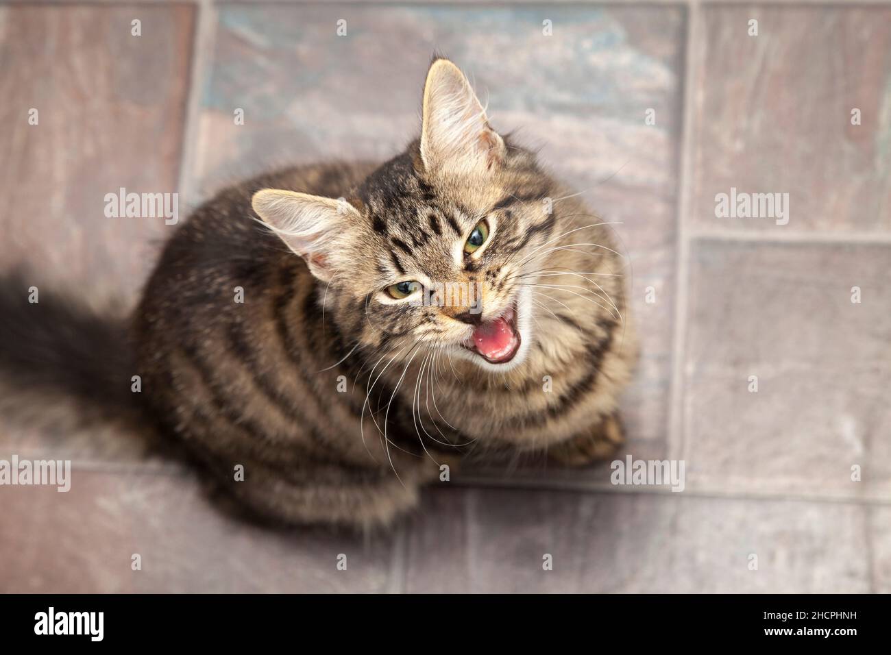 Un chaton affamé qui se méprise d'en haut Banque D'Images
