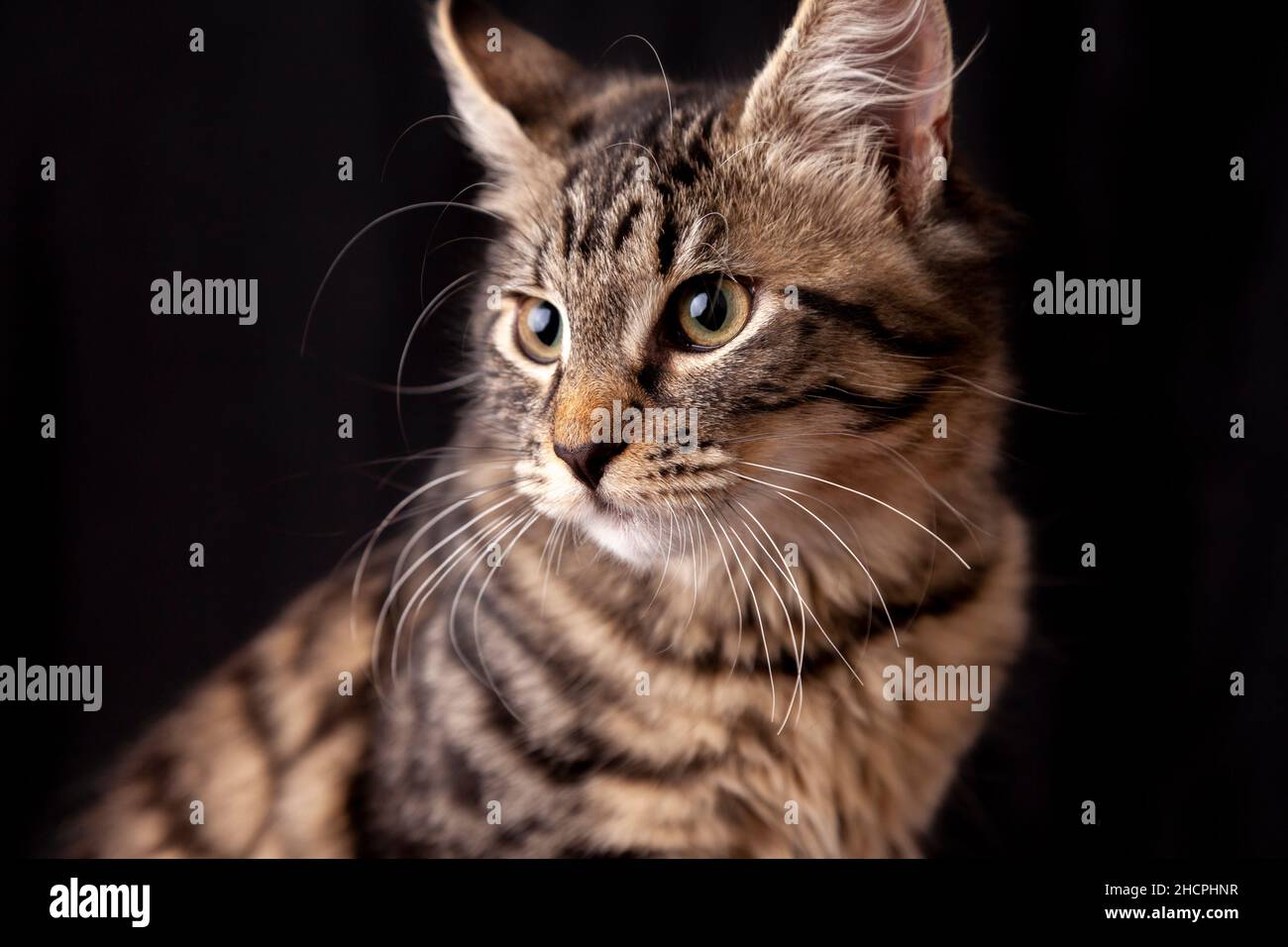 Portrait d'un chaton de six mois qui regarde loin Banque D'Images