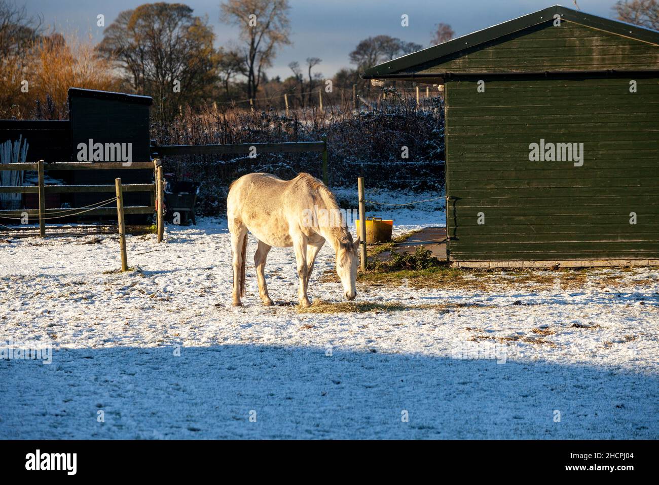 Un cheval dans un champ avec de la neige au sol Banque D'Images