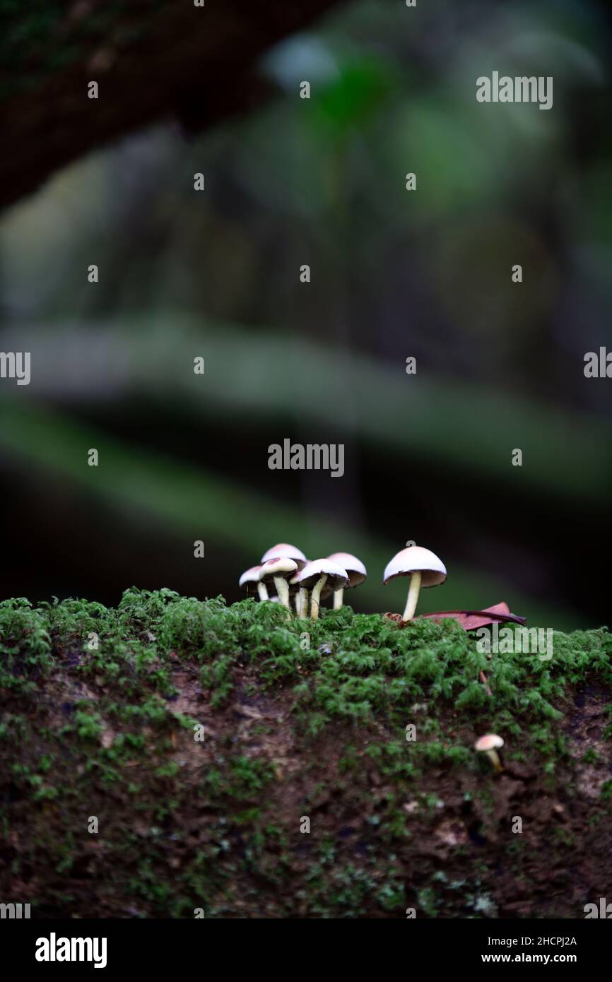 champignons sur un tronc d'arbre, tabourets sur un tronc d'arbre, champignons poussant sur la souche d'arbre, pourriture, pourriture, maladie, problème fongique, problème fongique d'arbre, probl de jardin Banque D'Images