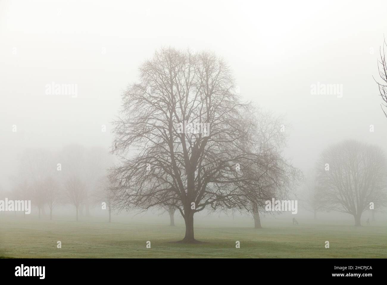 Un parc misty North Inch à Perth, en Écosse Banque D'Images