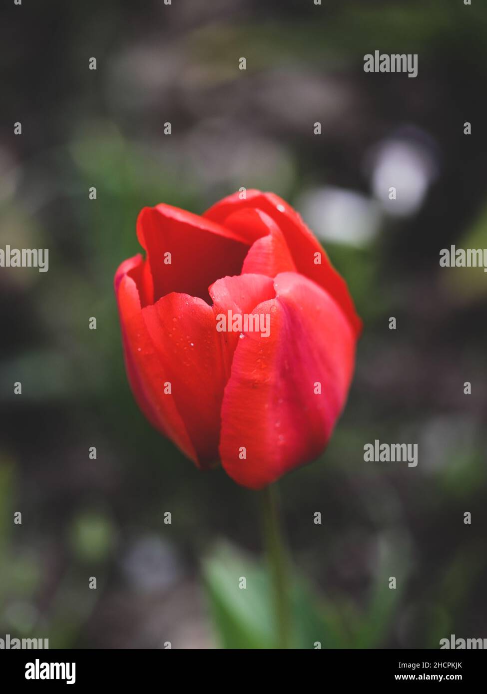 Détails de faible profondeur de champ (mise au point sélective) avec tulipes rouges lors d'une journée de printemps ensoleillée. Banque D'Images