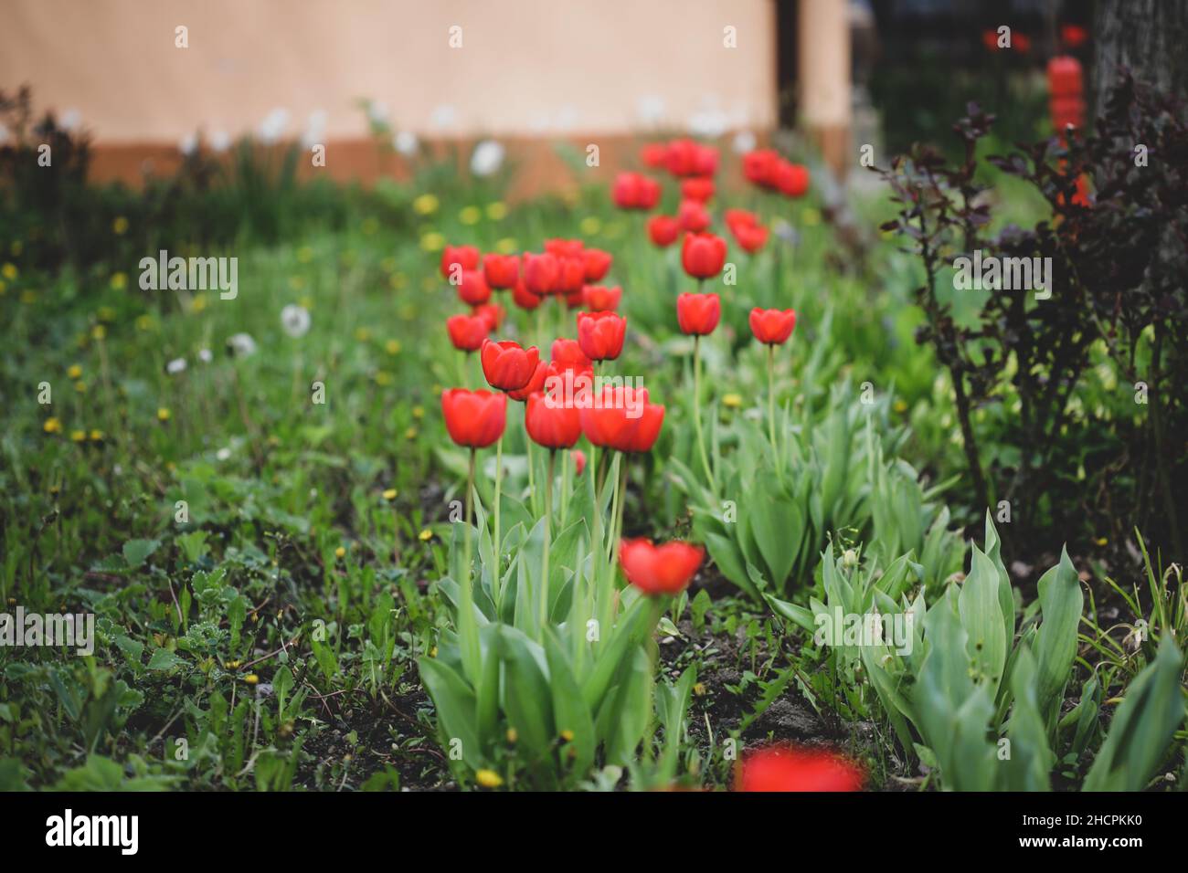 Détails de faible profondeur de champ (mise au point sélective) avec tulipes rouges lors d'une journée de printemps ensoleillée. Banque D'Images