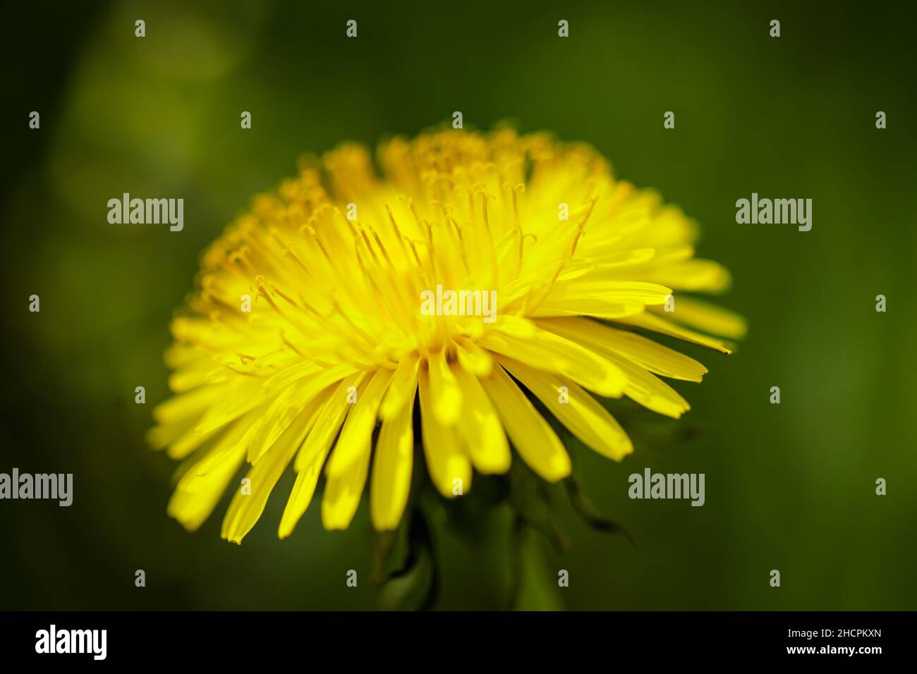 Détails de faible profondeur de champ (mise au point sélective) avec fleurs de pissenlit (Taraxacum) pendant une journée de printemps ensoleillée. Banque D'Images