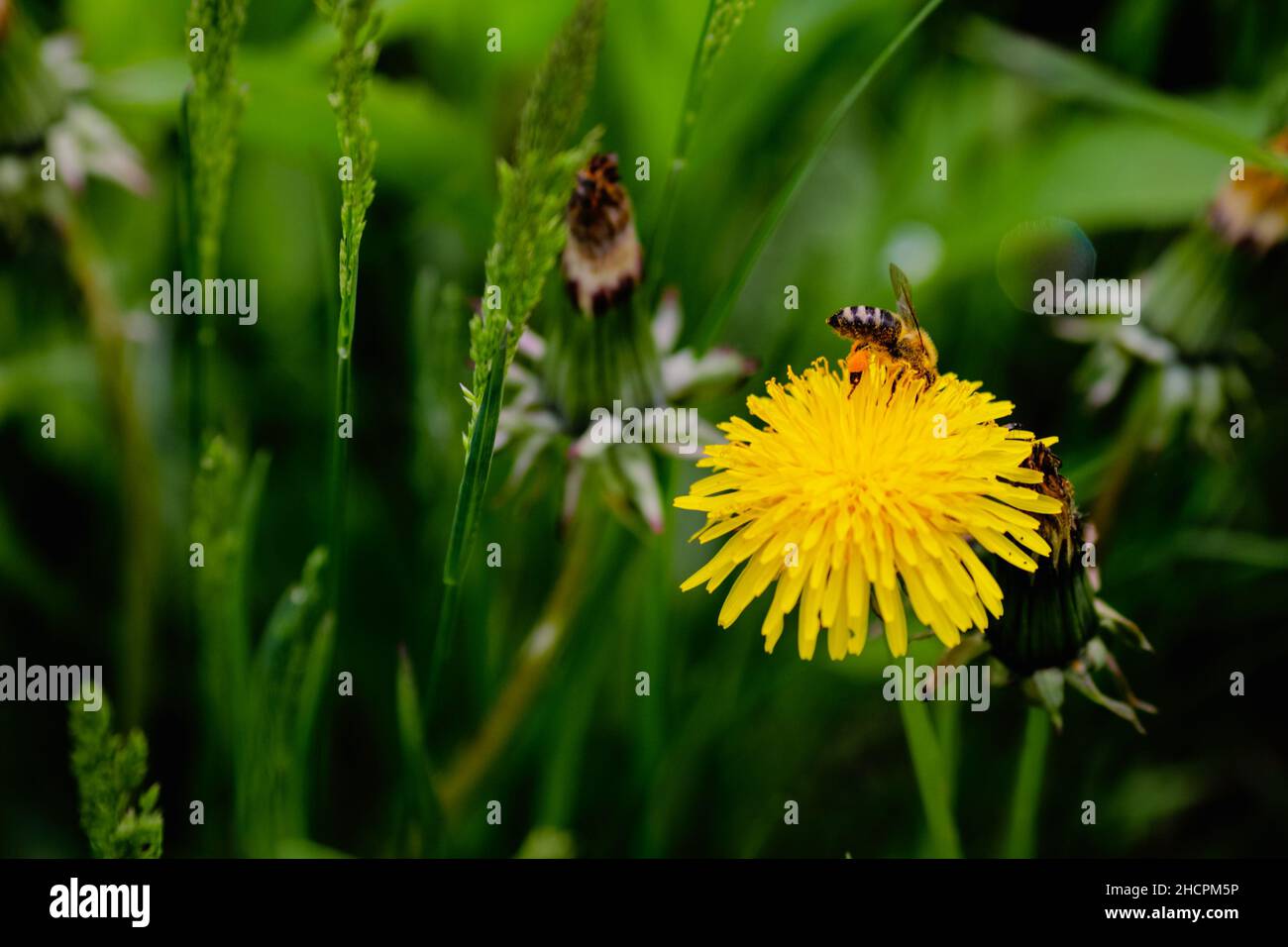 Profondeur de champ peu profonde (mise au point sélective) détails avec une abeille sur une fleur de pissenlit (Taraxacum) pendant une journée de printemps ensoleillée. Banque D'Images