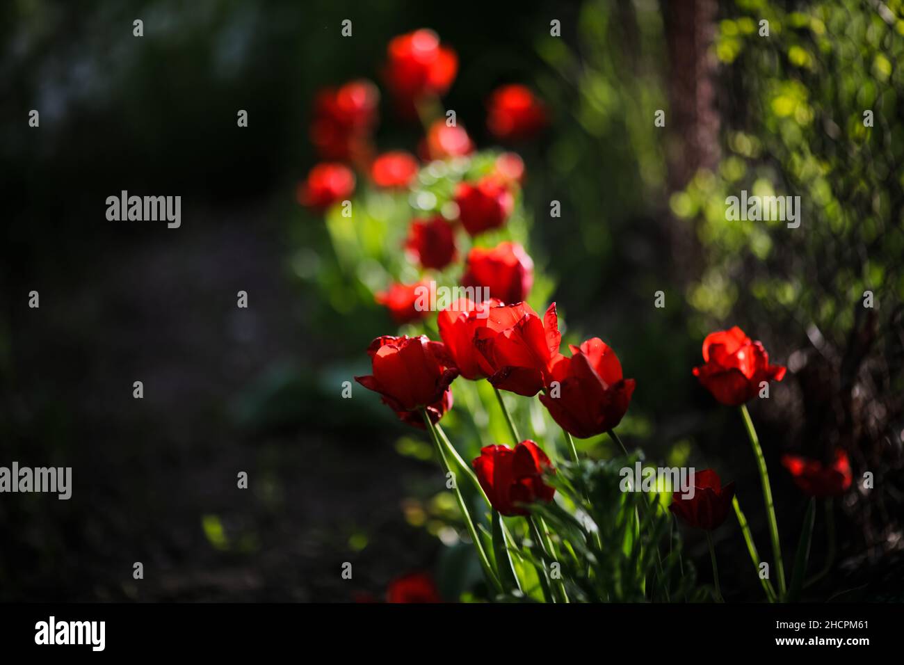 Détails de faible profondeur de champ (mise au point sélective) avec tulipes rouges lors d'une journée de printemps ensoleillée. Banque D'Images