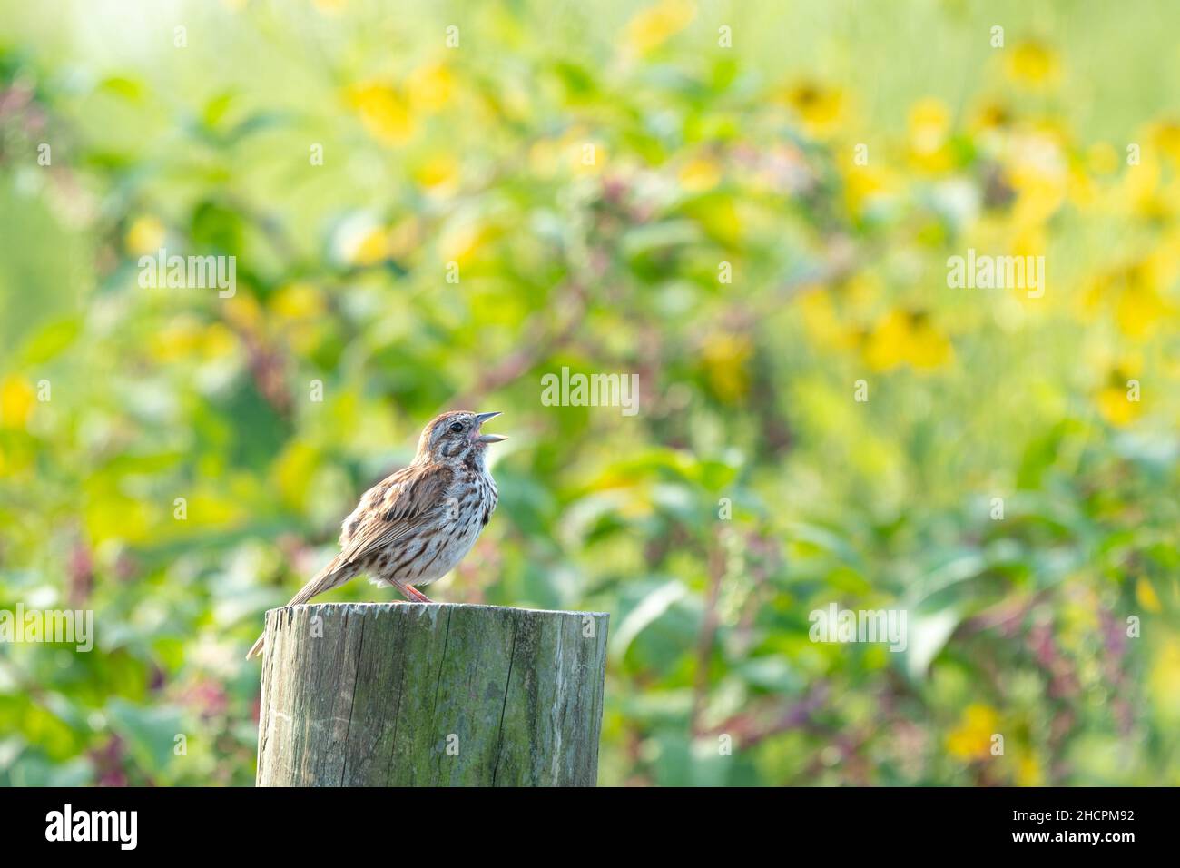 Un petit moineau de champ assis sur un poste de clôture en bois et chantant avec des fleurs en arrière-plan. Banque D'Images