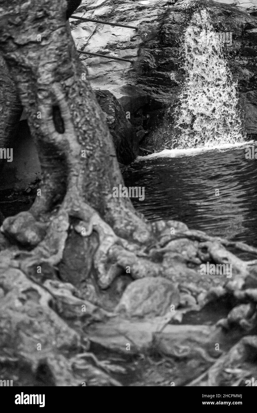 Prise de vue en niveaux de gris de racines fortes près de l'eau Banque D'Images