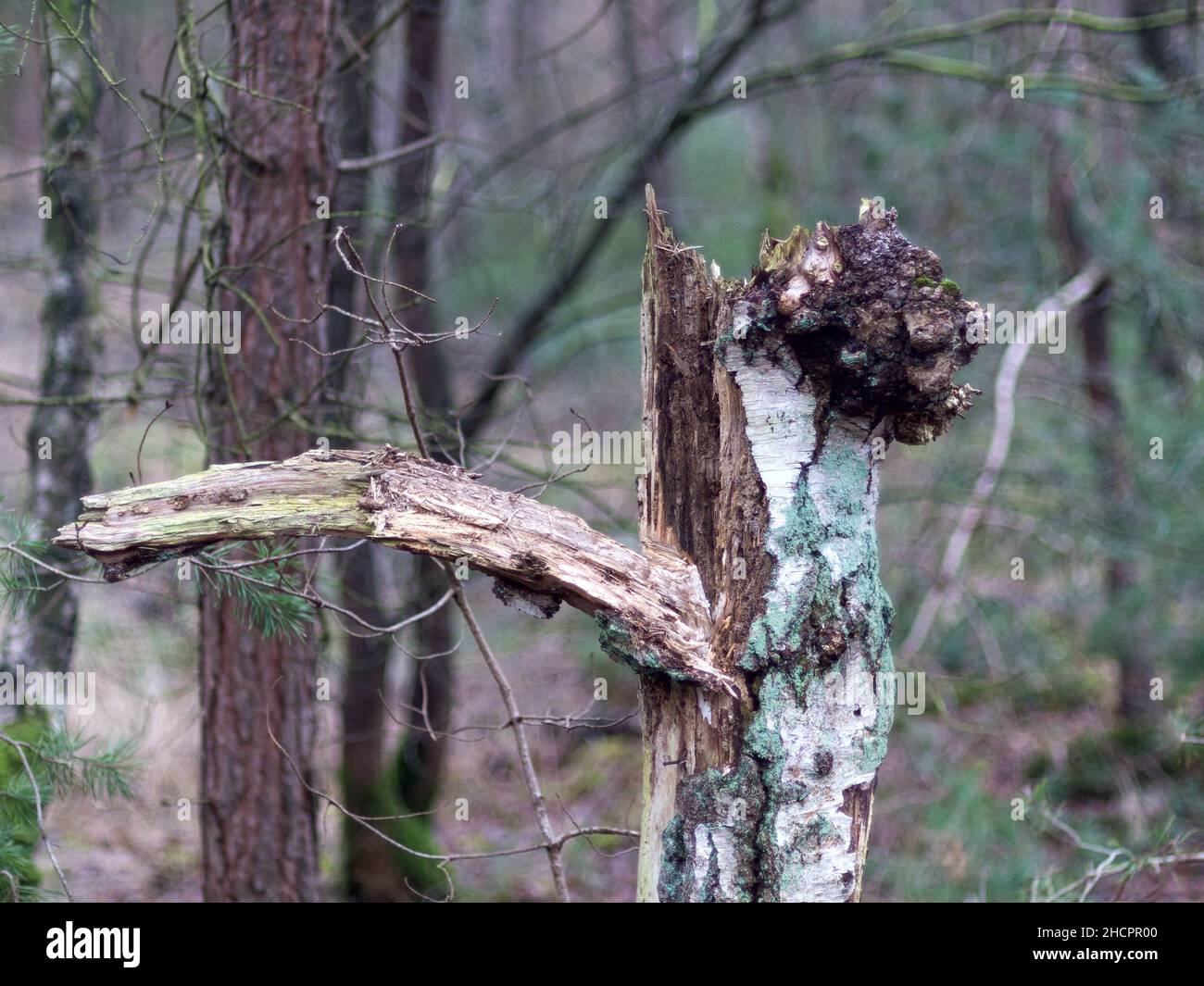 Gros plan d'un moule sur un réservoir d'arbre coupé Banque D'Images