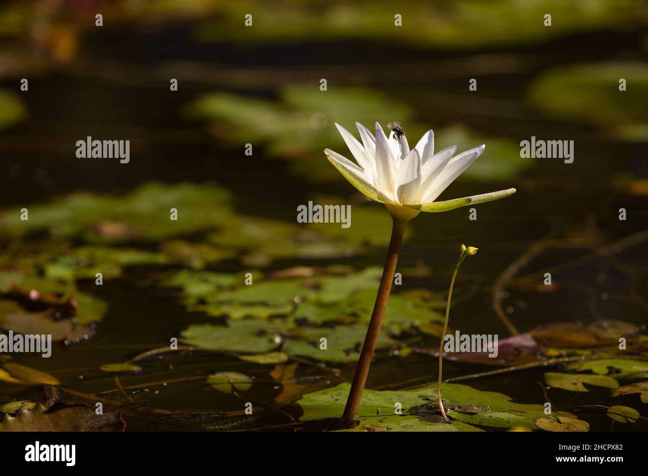 Fleur blanche de l'espèce Nymphaea nouchali, ou nénuphars, sur le point d'être pollinisée par une abeille ou un insecte volant, dans un étang d'eau de pluie au Cambodge, au sud Banque D'Images