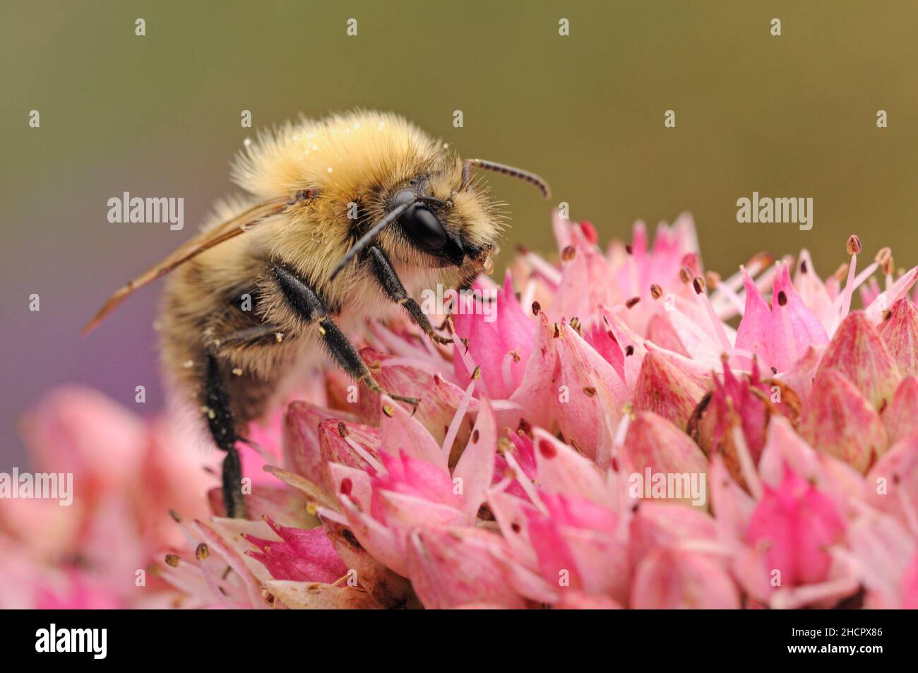 Abeille carder commune, Bombus Pascuorum, on Sedum, Norfolk Banque D'Images
