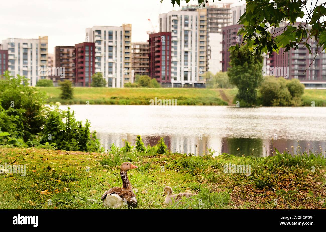 Oies dans les parcs urbains Walthamstow Wetlands, Londres, Royaume-Uni Banque D'Images