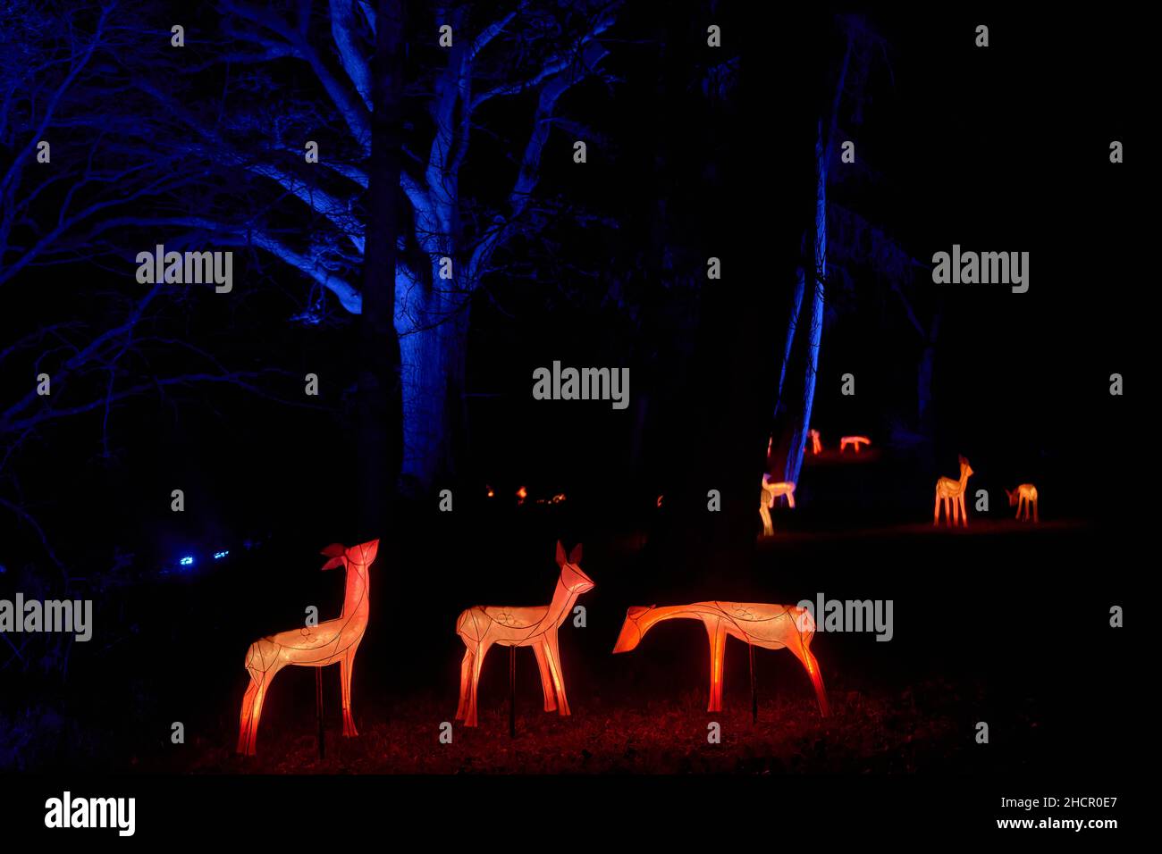 Scènes de Glow Wild à Wakehurst place Banque D'Images