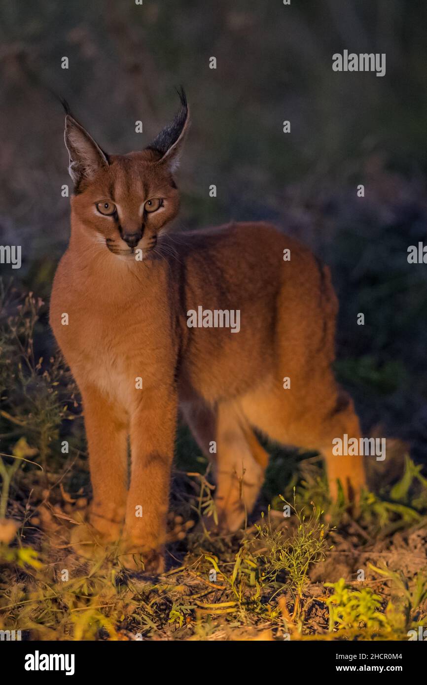 Caracal - Madikwe Game Reserve Banque D'Images
