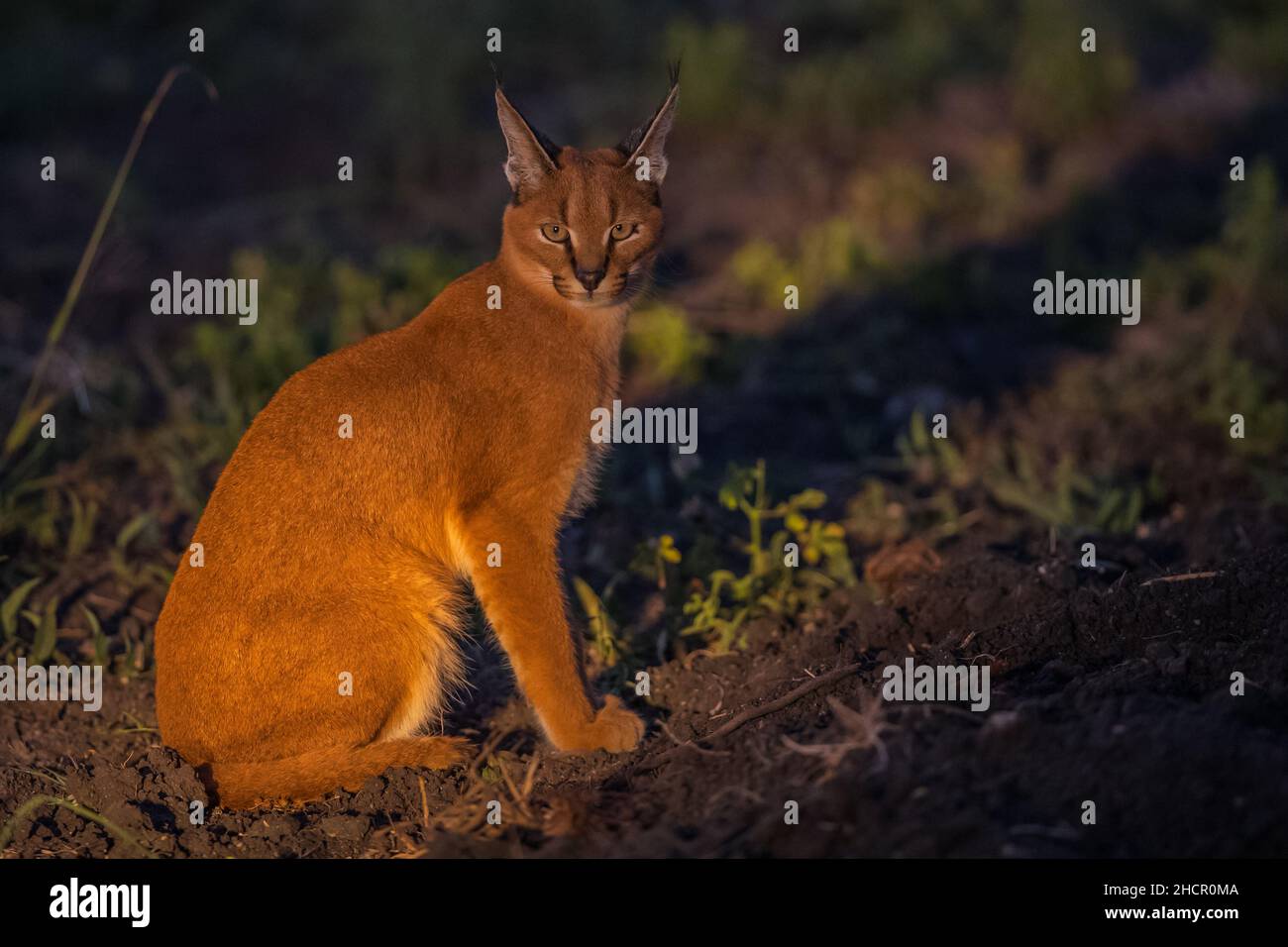 Caracal - Madikwe Game Reserve Banque D'Images