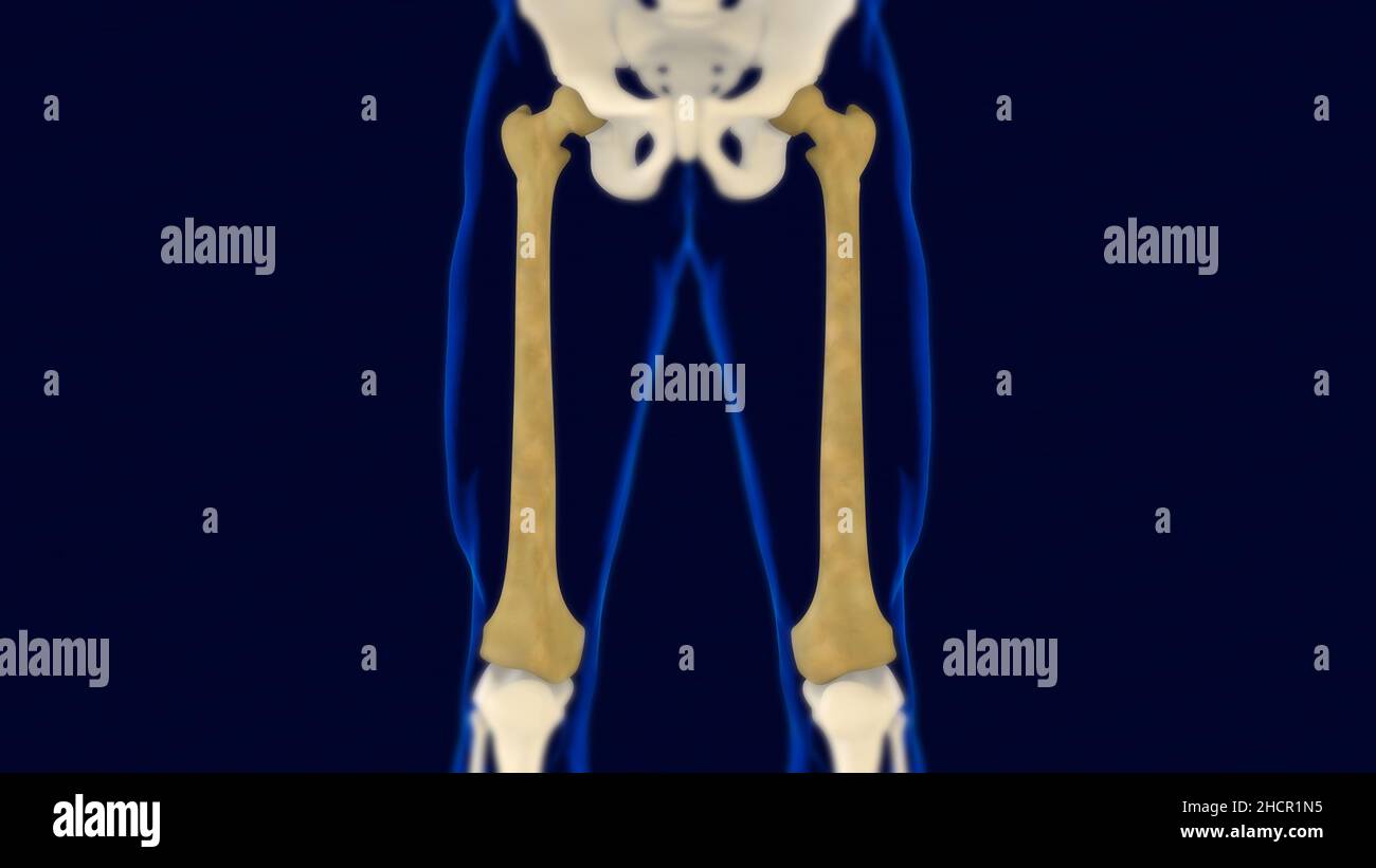 Fémur OS squelette humain anatomie 3D rendu pour concept médical Banque D'Images