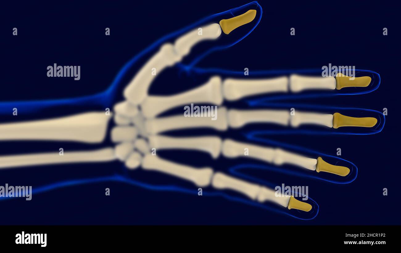 Phalanges de la main distale os Anatomie pour le concept médical 3D Illustration Banque D'Images