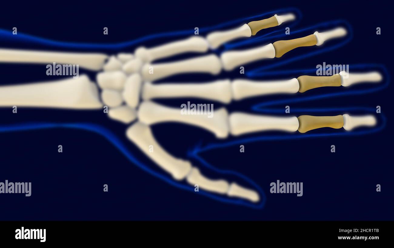 Phalanges médianes de la main anatomie du squelette humain pour le concept médical 3D Illustration Banque D'Images