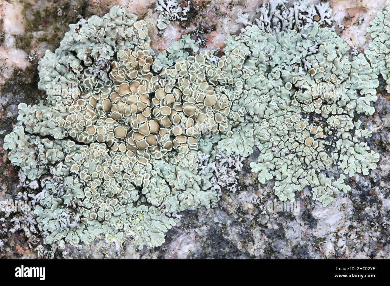 Lecanora muralis, également appelé Protoparmeliopsis muralis, communément appelé lichen à bordure de pierre Banque D'Images