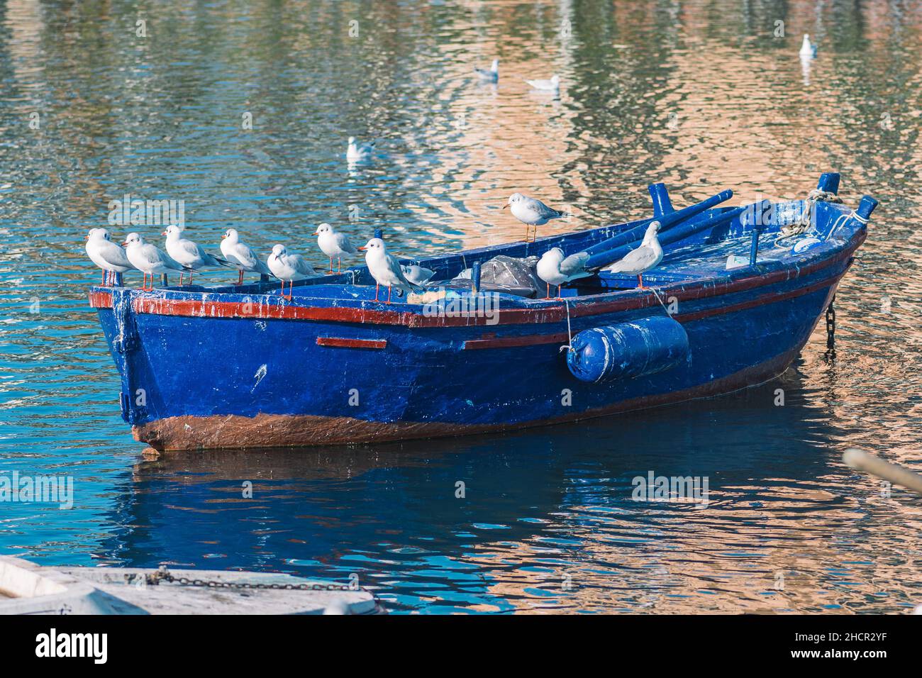 Vieux bateau en bois bleu coloré et troupeau de mouettes blanches sur le bateau Banque D'Images