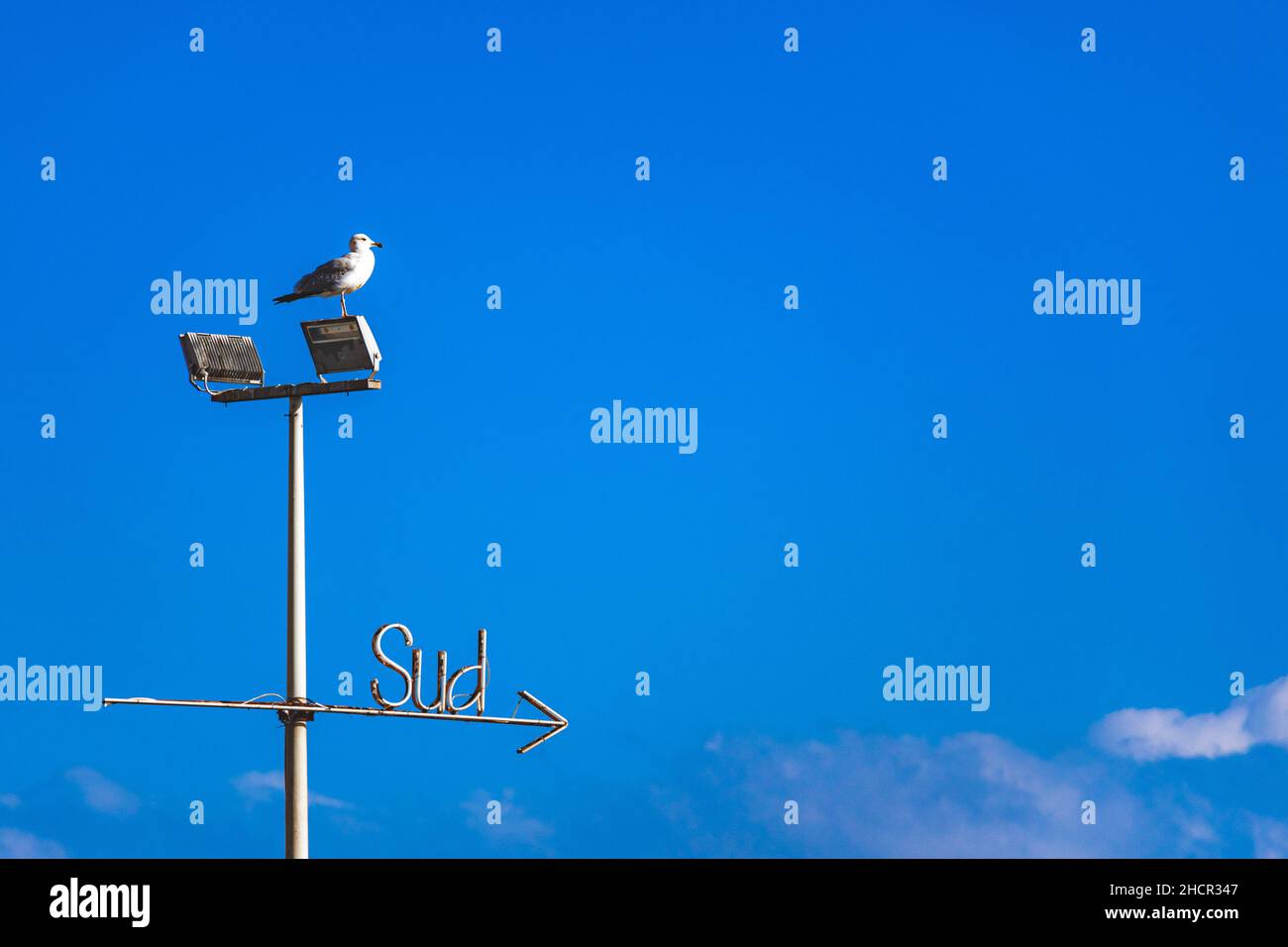 Mot, signe ou signal SUD avec flèche écrite sur fond bleu ciel avec mouette regardant dans la même direction Banque D'Images