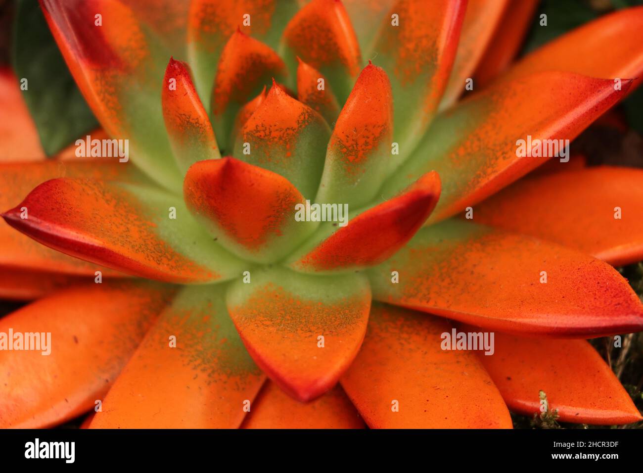 plante succulente de couleur orange et vert vif gros plan Banque D'Images