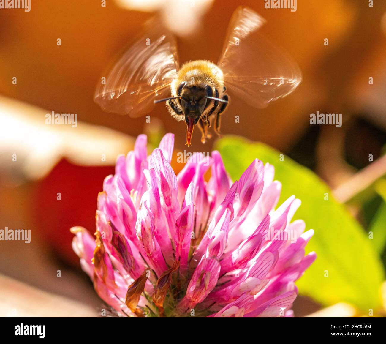 Gros plan d'une abeille occidentale sur un trèfle rouge dans un jardin sous la lumière du soleil Banque D'Images