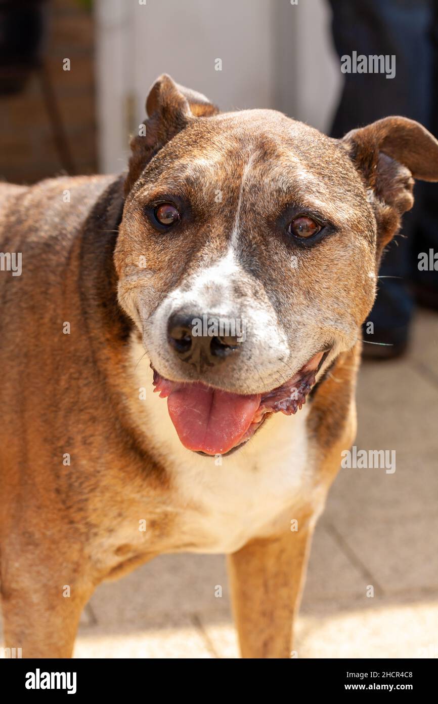 Sélective d'un Staffordshire Terrier américain dans la rue Banque D'Images
