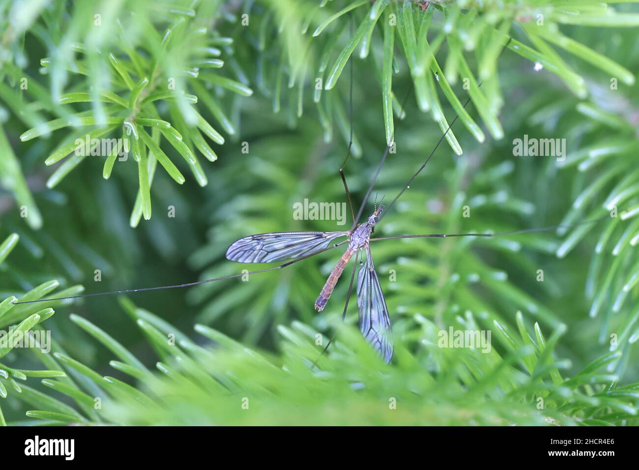 Tipula scripta, une espèce de grue, vole de Finlande Banque D'Images