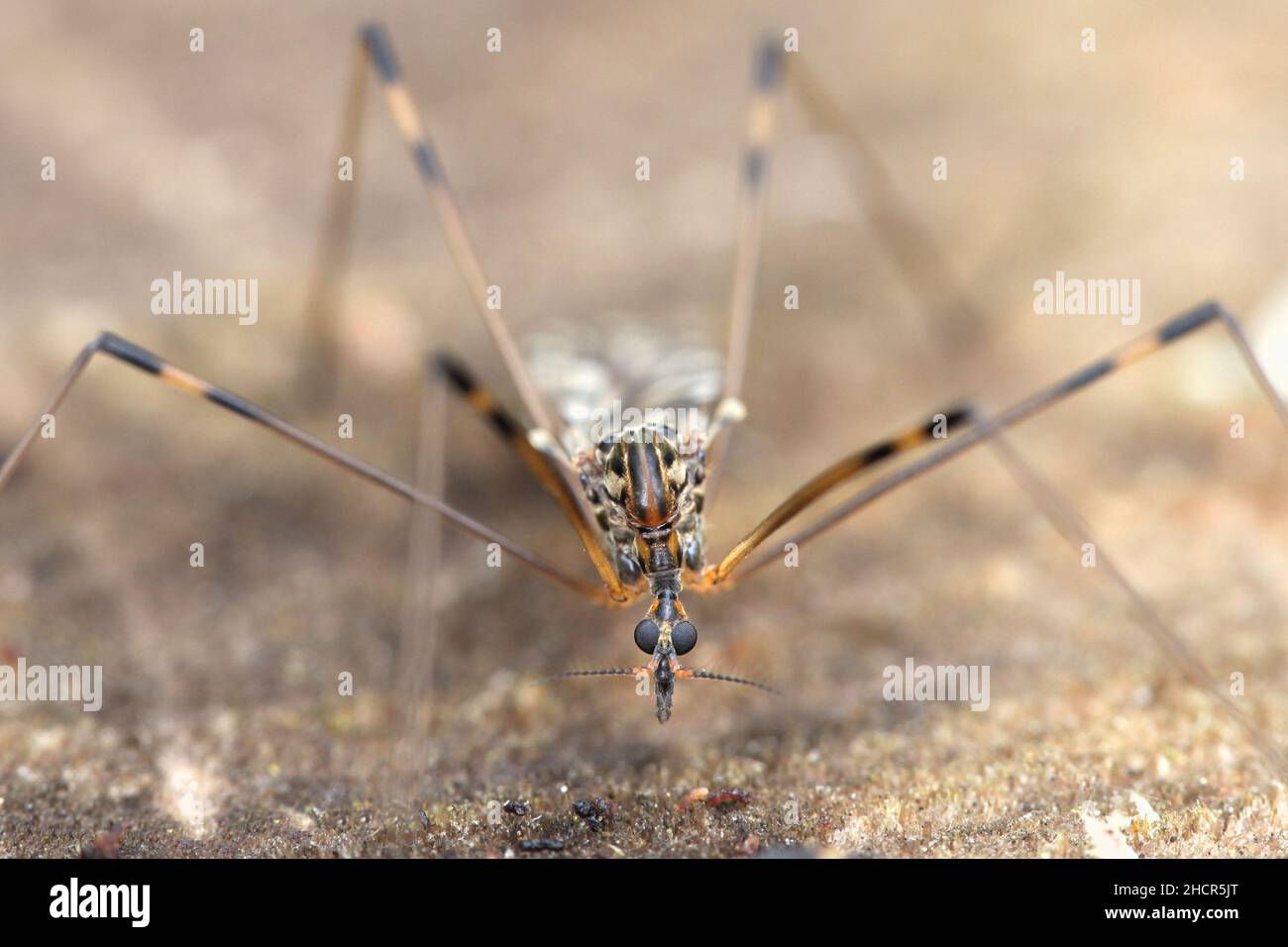 Metalimnobia quadrimaculata, une grue de la Finlande sans nom anglais commun Banque D'Images