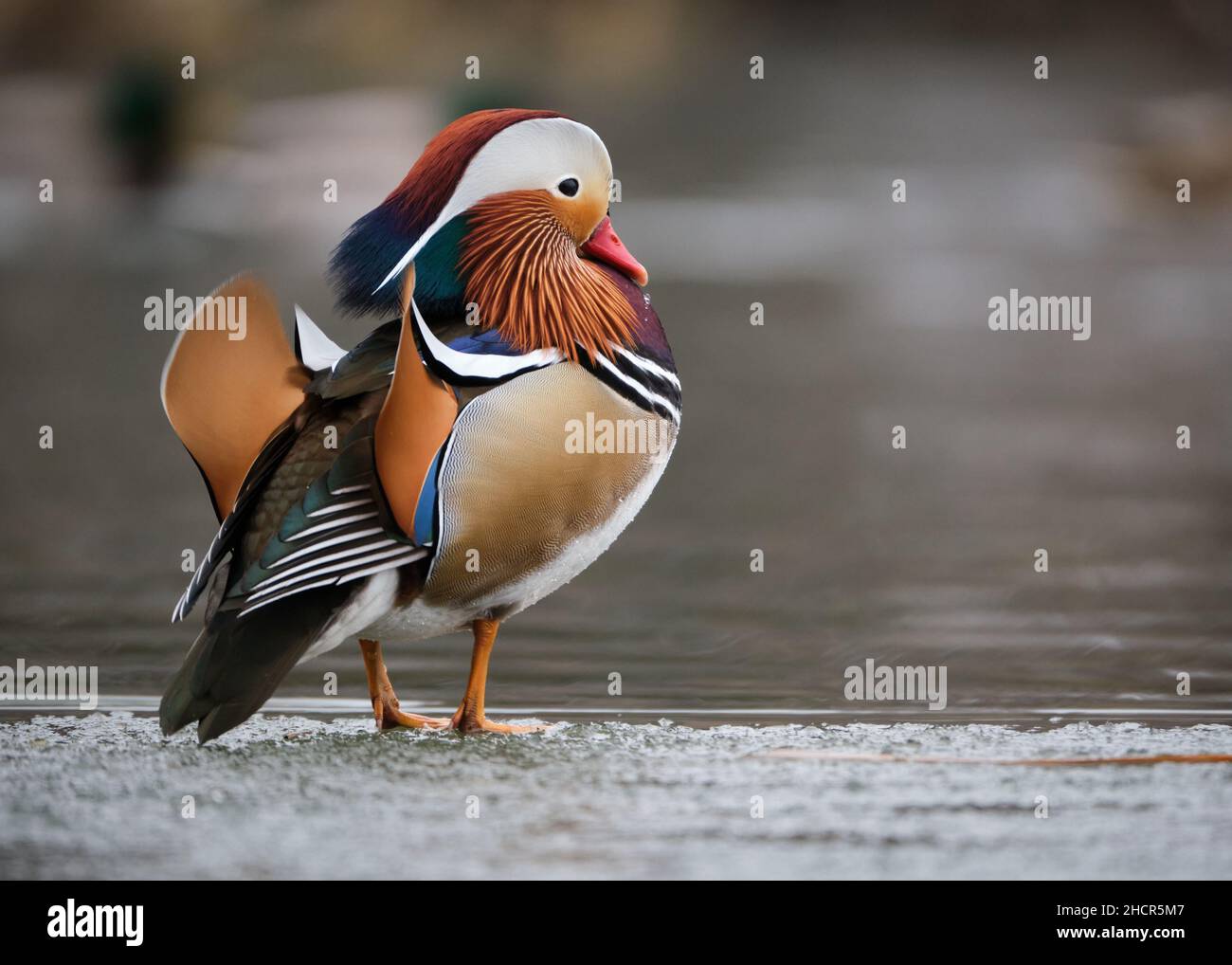 Mandarin Duck, Aix galericulata, ayant échappé à la captivité debout sur la glace d'hiver.Vue de profil affichant les plumes du dos Banque D'Images