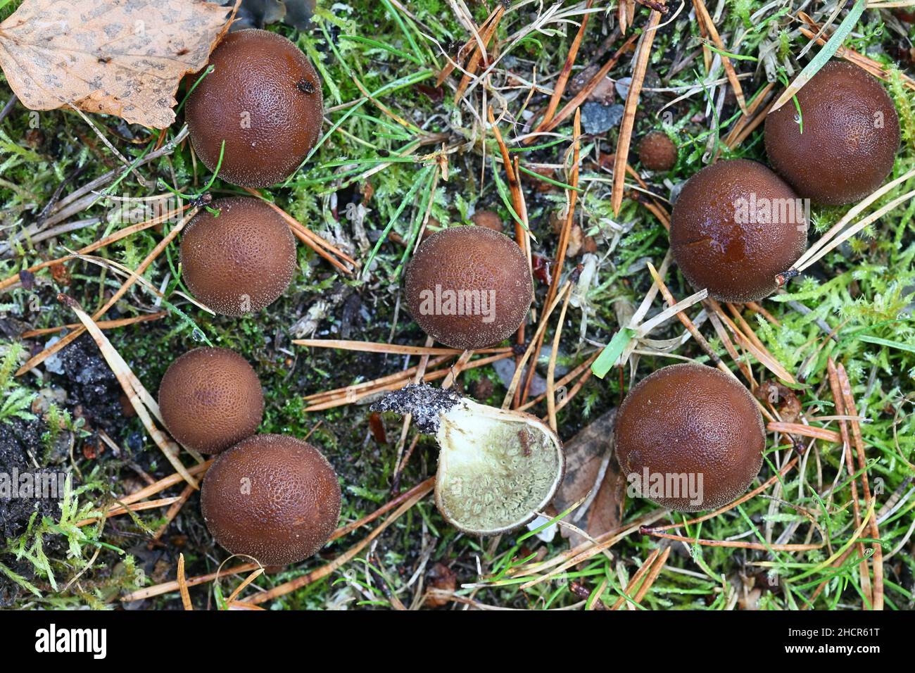 Apioperdon pyriforme, précédemment appelé Lycoperdon pyriforme, communément connu sous le nom de poire-forme ou puffball souche, champignon de Finlande Banque D'Images