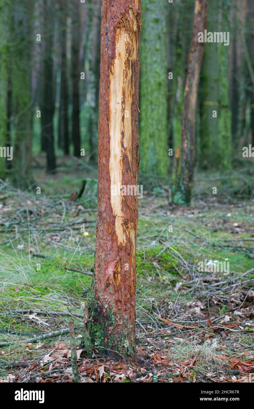 Pin endommagé avec écorce arraché par le cerf rouge (Cervus elaphus) dans la forêt.Les dommages causés par la consommation ou le frottement de bois pour enlever la peau extérieure / le velours Banque D'Images