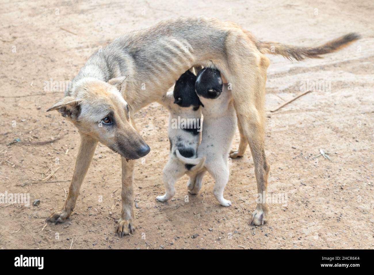 Une femelle skinny nourrit ses jeunes chiots dans le nord de la Thaïlande Banque D'Images