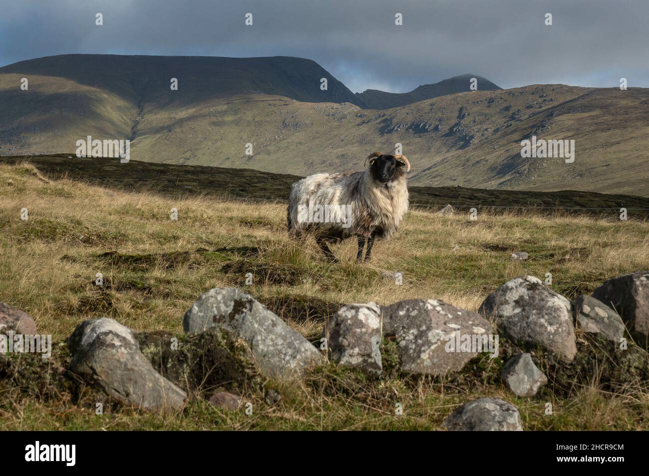 Un mouflon de montagne sur les vastes tourbières dans les montagnes du comté de Mayo en Irlande.cette race forte prospère dans les montagnes pauvres couvertes de tourbe. Banque D'Images