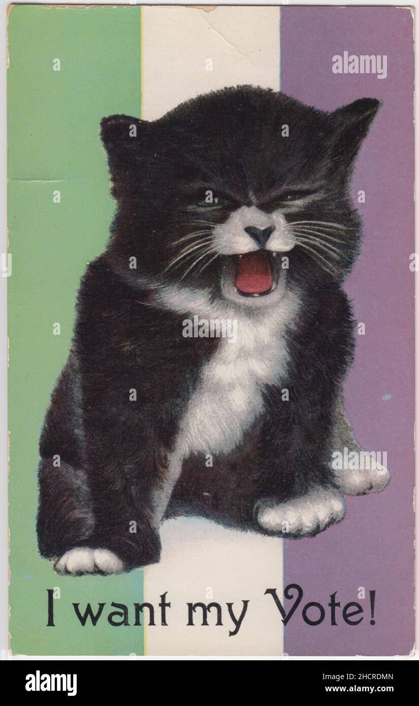'Je veux mon vote!': Carte postale d'un chaton noir et blanc criant.Le fond est dans les couleurs de l'Union sociale et politique des femmes (les suffragettes).La même image d'un chaton enragé et exigeant a été utilisée avec une série de légendes au début du 20th siècle (une sorte de mémoire édouardien), d'autres légendes ont été utilisées comme « Je veux ma ma! »Et « J'ai ma pension ! ».C'était l'une des nombreuses cartes postales émises au début du 20th siècle qui décrivaient les animaux ou les bébés (plutôt que les femmes adultes) comme engagés dans la campagne pour les votes pour les femmes. Banque D'Images