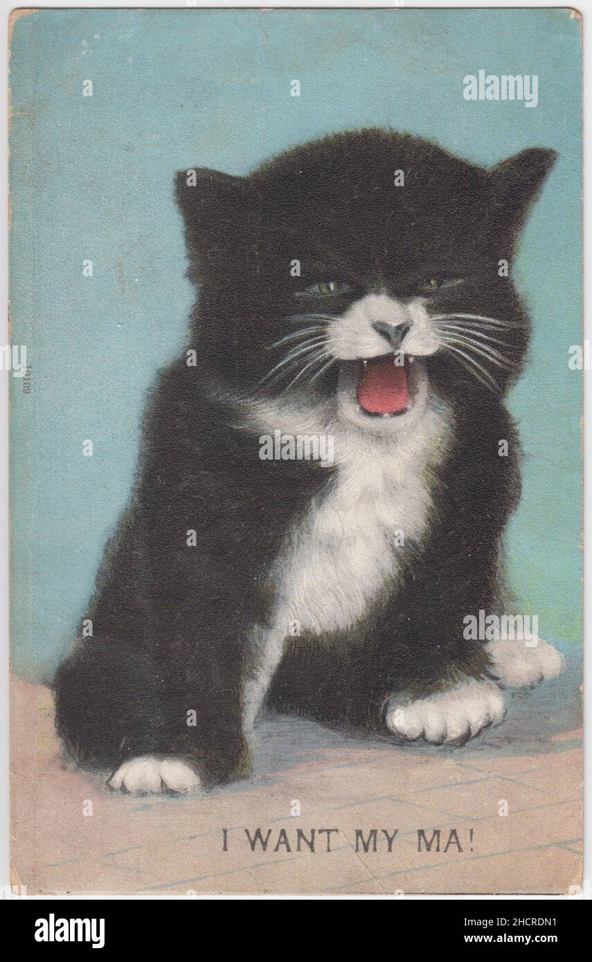 'Je veux ma!': Carte postale d'un chaton noir et blanc criant.Cette image d'un chaton enragé et exigeant a été utilisée avec une série de légendes au début du 20th siècle (une sorte de mémoire édouardien), d'autres légendes ont été utilisées comme « Je veux mon vote ! »Et « J'ai ma pension ! » Banque D'Images