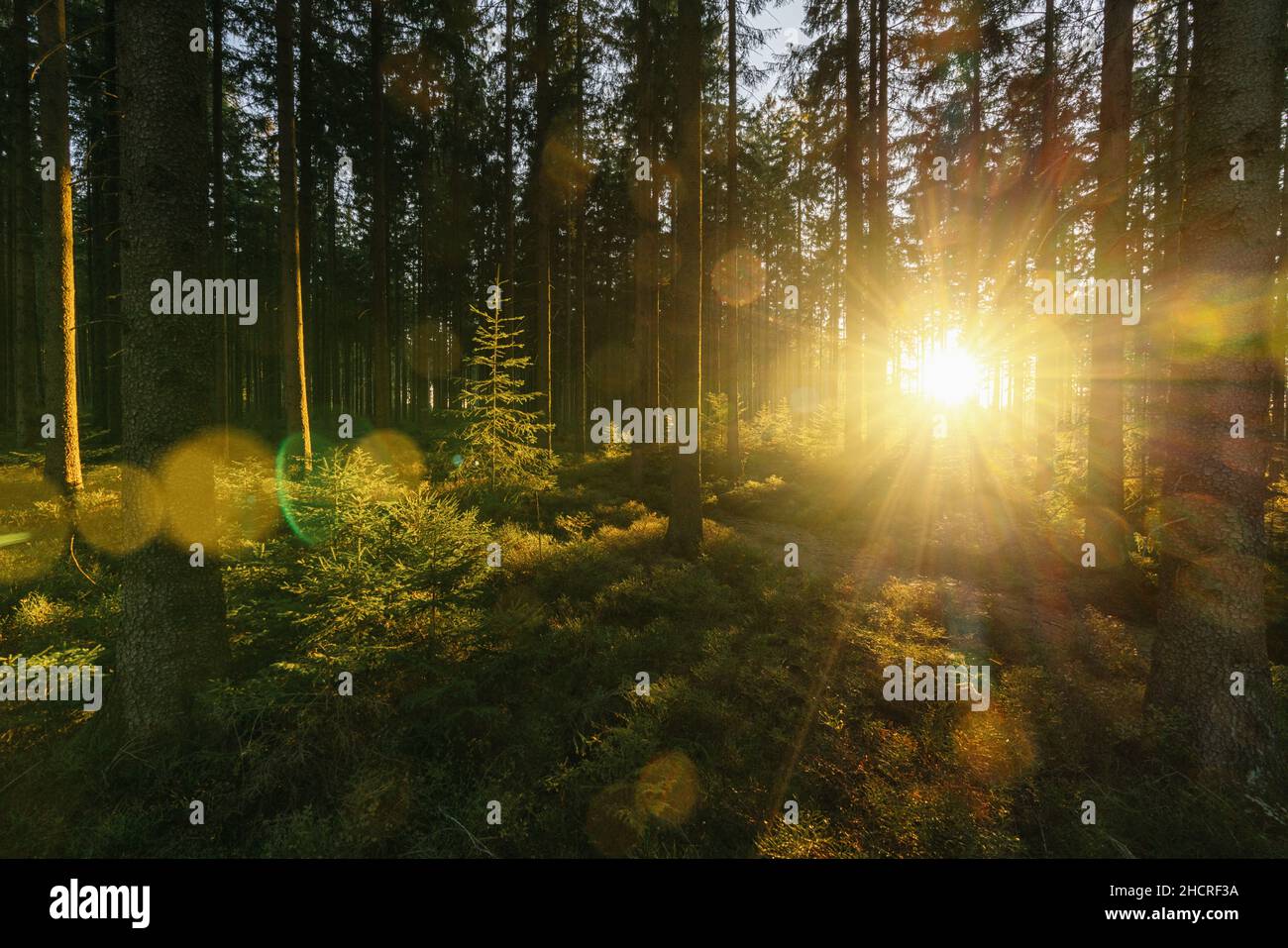 Silent Forest au printemps avec de beaux rayons de soleil lumineux Banque D'Images