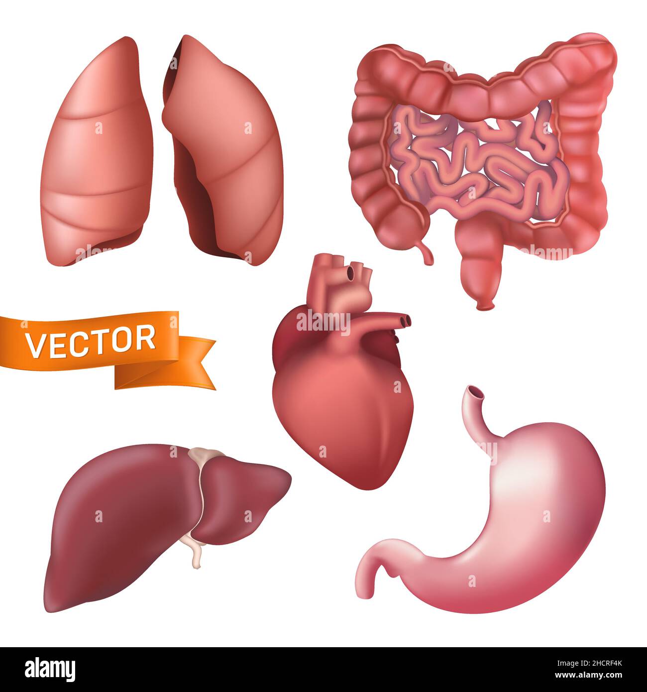 Ensemble réaliste d'organes internes de l'anatomie humaine.3d illustration vectorielle des poumons, du foie, de l'estomac, des reins, du cœur,intestin isolé sur fond blanc.Ana Illustration de Vecteur