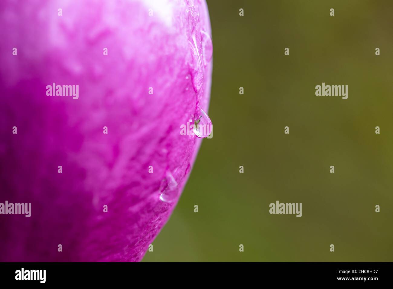 Vue rapprochée de la goutte d'eau sur la fleur rose Banque D'Images
